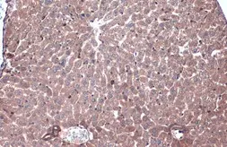 Anti-Caspase 6 antibody used in IHC (Paraffin sections) (IHC-P). GTX134362