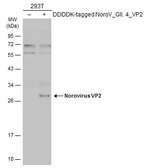 Anti-Norovirus VP2 antibody used in Western Blot (WB). GTX134383