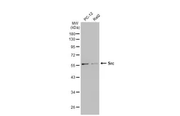 Anti-Src antibody used in Western Blot (WB). GTX134412