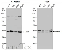 Anti-ERK2 antibody used in Western Blot (WB). GTX134457
