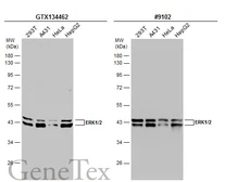 Anti-ERK1/2 antibody used in Western Blot (WB). GTX134462