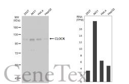 Anti-CLOCK antibody used in Western Blot (WB). GTX134464