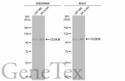 Anti-CLOCK antibody used in Western Blot (WB). GTX134464