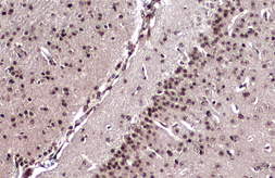Anti-EMX1 antibody used in IHC (Paraffin sections) (IHC-P). GTX134507