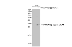 Anti-CTLA4 antibody used in Western Blot (WB). GTX134527