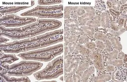 Anti-Caspase 1 p10 subunit antibody used in IHC (Paraffin sections) (IHC-P). GTX134551