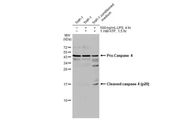 Anti-Caspase 4 antibody used in Western Blot (WB). GTX134552