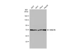 Anti-HSC70 antibody used in Western Blot (WB). GTX134584