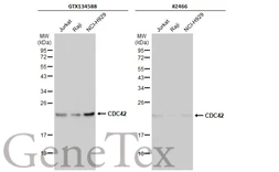 Anti-CDC42 antibody used in Western Blot (WB). GTX134588