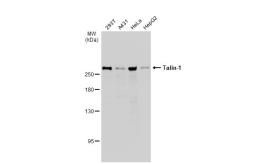 Anti-Talin-1 antibody used in Western Blot (WB). GTX134635