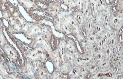 Anti-Talin-1 antibody used in IHC (Paraffin sections) (IHC-P). GTX134635