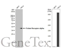 Anti-Folate Receptor alpha antibody used in Western Blot (WB). GTX134660