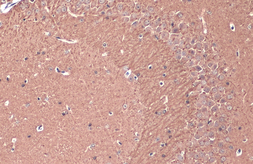 Anti-Teneurin 1 antibody used in IHC (Paraffin sections) (IHC-P). GTX134739