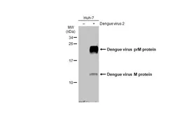 Anti-Dengue virus prM protein antibody used in Western Blot (WB). GTX134828