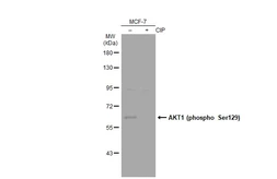 Anti-AKT1 (phospho Ser129) antibody used in Western Blot (WB). GTX134836