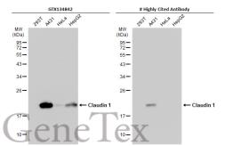 Anti-Claudin 1 antibody used in Western Blot (WB). GTX134842