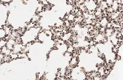 Anti-TAZ antibody used in IHC (Paraffin sections) (IHC-P). GTX134857
