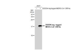 Anti-MERS-CoV ORF4a antibody used in Western Blot (WB). GTX134869