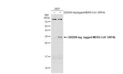 Anti-MERS-CoV ORF4b antibody used in Western Blot (WB). GTX134870