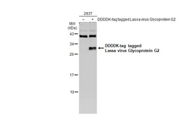 Anti-Lassa virus Glycoprotein G2 antibody used in Western Blot (WB). GTX134872