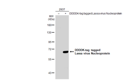 Anti-Lassa virus Nucleoprotein antibody used in Western Blot (WB). GTX134873