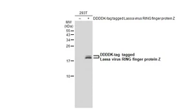 Anti-Lassa virus RING finger protein Z antibody used in Western Blot (WB). GTX134874