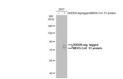 Anti-MERS-CoV Spike (S1) antibody used in Western Blot (WB). GTX134875