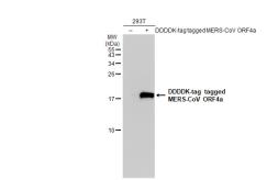 Anti-MERS-CoV ORF4a antibody used in Western Blot (WB). GTX134880