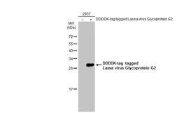 Anti-Lassa virus Glycoprotein G2 antibody used in Western Blot (WB). GTX134883