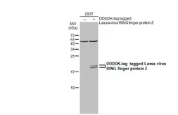 Anti-Lassa virus RING finger protein Z antibody used in Western Blot (WB). GTX134885