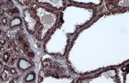 Anti-Cytokeratin 19 antibody - VetSignal used in IHC (Paraffin sections) (IHC-P). GTX134977