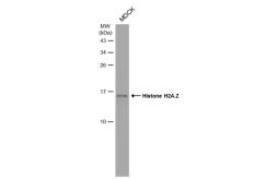 Anti-Histone H2A.Z antibody - VetSignal used in Western Blot (WB). GTX135024