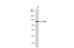 Anti-CD26 antibody used in Western Blot (WB). GTX135137
