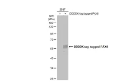 Anti-PAX8 antibody used in Western Blot (WB). GTX135144