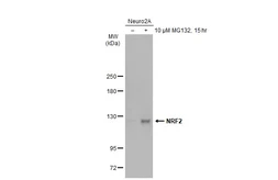 Anti-NRF2 antibody used in Western Blot (WB). GTX135165
