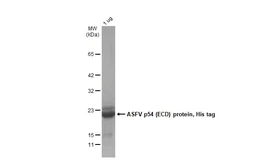 ASFV p54 (ECD) protein, His Tag. GTX135175-pro