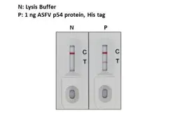 ASFV p54 (ECD) protein, His Tag. GTX135175-pro