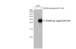 Anti-ASFV p54 antibody used in Western Blot (WB). GTX135175