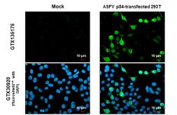 Anti-ASFV p54 antibody used in Immunocytochemistry/ Immunofluorescence (ICC/IF). GTX135175