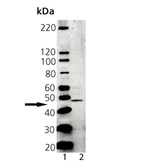 Anti-Tapasin antibody used in Western Blot (WB). GTX13518