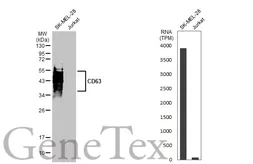 Anti-CD63 antibody used in Western Blot (WB). GTX135220
