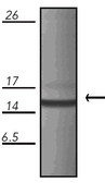 Anti-Cpn10 antibody [M1.2] used in Western Blot (WB). GTX13527