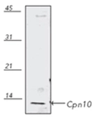 Anti-Cpn10 antibody used in Western Blot (WB). GTX13528