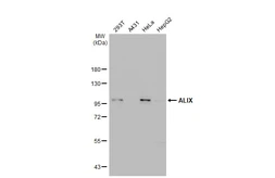 Anti-ALIX antibody used in Western Blot (WB). GTX135282