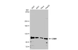 Anti-CRM1 antibody used in Western Blot (WB). GTX135287