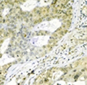 Anti-Grp75 antibody [30A5] used in Immunohistochemistry (IHC). GTX13529