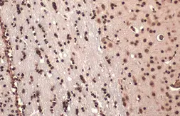 Anti-FOXP2 antibody used in IHC (Paraffin sections) (IHC-P). GTX135298