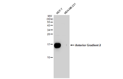 Anti-Anterior Gradient 2 antibody used in Western Blot (WB). GTX135343