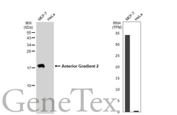Anti-Anterior Gradient 2 antibody used in Western Blot (WB). GTX135344