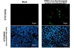 Anti-PRRS virus Nucleocapsid protein antibody used in Immunocytochemistry/ Immunofluorescence (ICC/IF). GTX135352